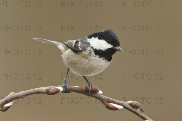 Coal Tit (Periparus ater), Rhineland-Palatinate, Germany