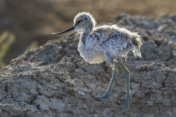 Pied Avocet (Recurvirostra avosetta) juvenile, Lesvos, Greece