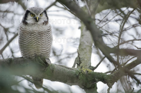 Northern Hawk-Owl (Surnia ulula), Saxony, Germany