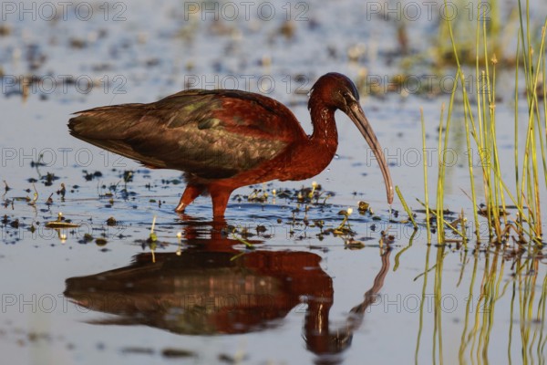 Glossy Ibis (Plegadis falcinellus) foraging, Lesvos, Greece