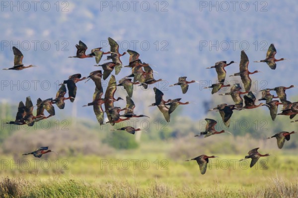 Glossy Ibis (Plegadis falcinellus) group flying, Lesvos, Greece