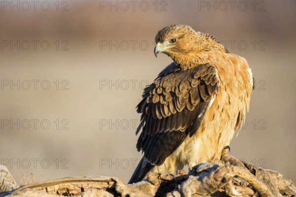 Bonelli's Eagle (Aquila fasciata) juvenile, Castile-La Mancha, Spain