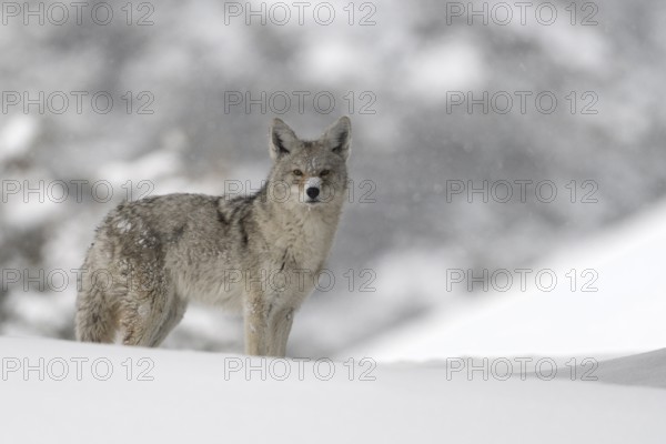 Coyote (Canis latrans) adult in snowy countryside, Yellowstone National Park, Wyoming, USA