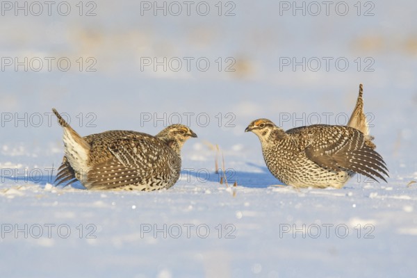 Sharp-tailed Grouse (Tympanuchus phasianellus), Minnesota, USA