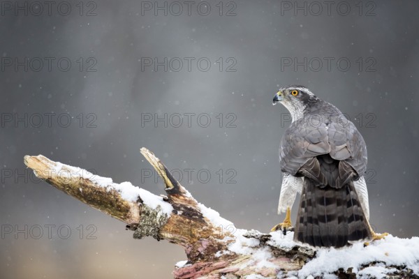 Northern Goshawk (Accipiter gentilis) male perched on a snowy tree trunk, Bialowieca National Park, Poland