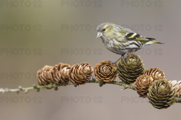 Eurasian Siskin (Spinus spinus) female perched on a branch, Poland