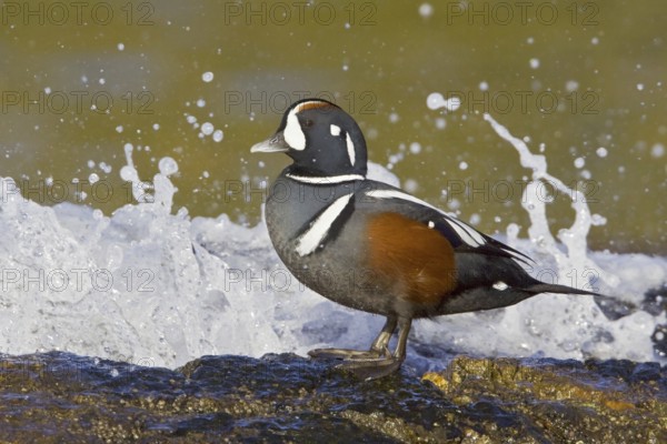 Harlequin Duck (Histrionicus histrionicus) male, British Columbia, Canada