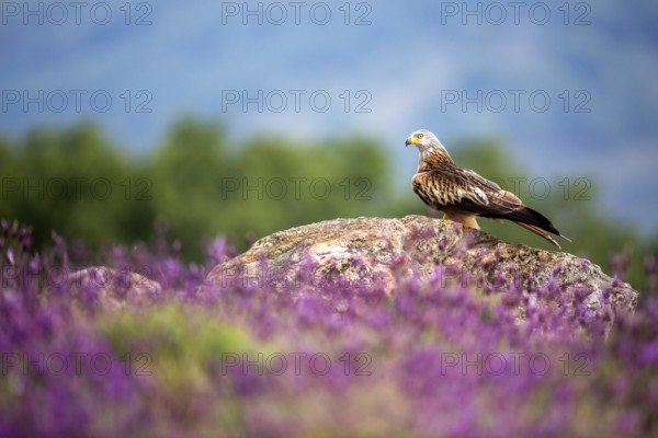 Red Kite (Milvus milvus) perched on a rock amongst flowers, Madrid, Spain