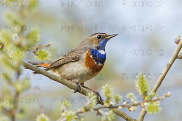 Bluethroat (Luscinia svecica cyanecula) male, Rhineland-Palatinate, Germany