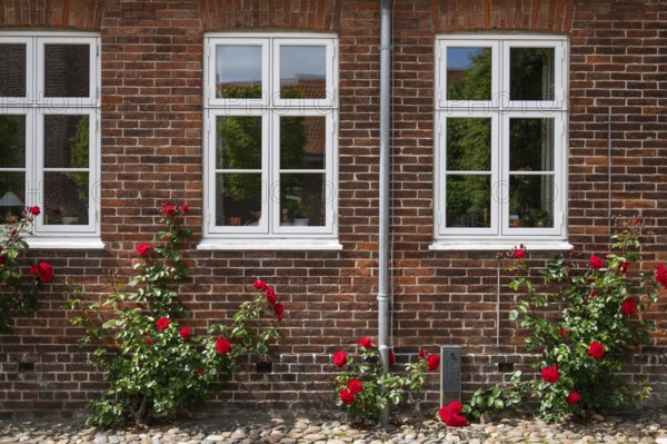 Double casement windows and blooming red rose bushes in front of a brick wall, Old Town, Ringkøbing, Ringkøbing Fjord, Denmark