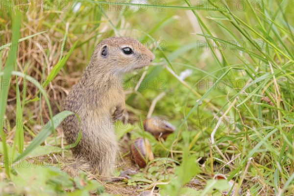 A young European ground squirrel (Spermophilus citellus) or European souslik stands in a meadow with tall green vegetation and eats from it