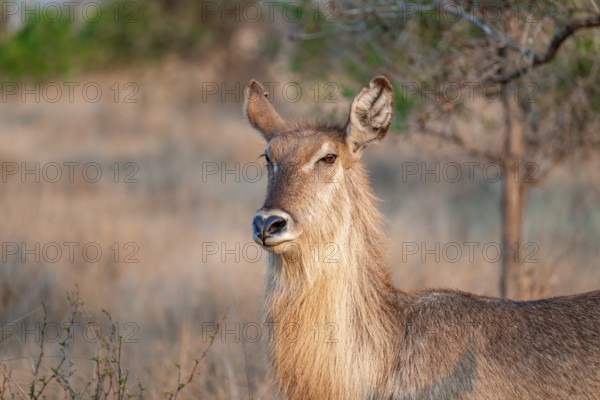 Elliptic waterbuck (Kobus ellipsipiprymnus), portrait female waterbuck, Kruger National Park, South Africa