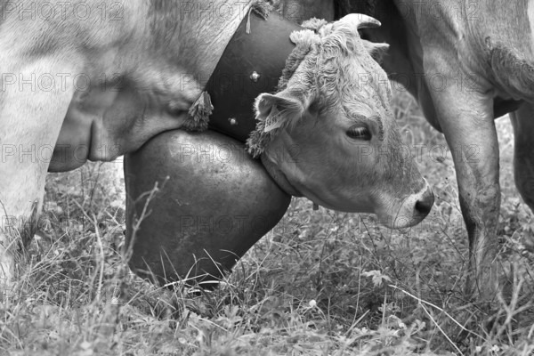 Cow in a meadow with a decorative bell for the cattle drive, cattle seperation, gabled house, Bad Hindelang, Allgäu, Bavaria, Germany
