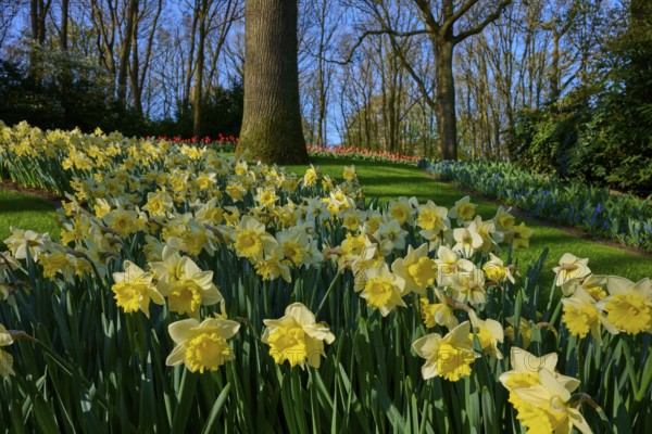 A peaceful park with an abundance of blooming daffodils and tall trees, Keukenhof, Lisse, province of South Holland, Netherlands