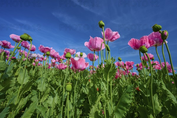 Opium poppy (Papaver somniferum), pink poppies against blue sky, summer, Germerode, Geo nature park Park Frau-Holle-Land, Hoher Meissner, Hesse, Germany