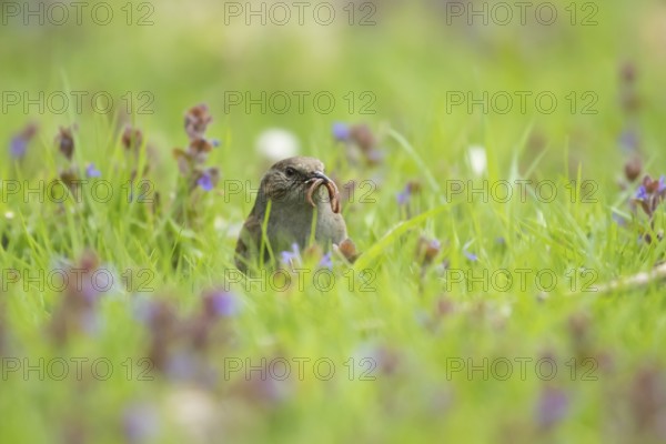 Dunnock or Hedge sparrow (Prunella modularis) adult bird collecting a worm in its beak in grassland, England, United Kingdom