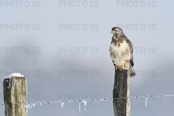 In snow and frost... Buzzard (Buteo buteo) perches on a fence post in the snow on a cold winter's day, uses a grazing post for energy-saving perching, typical perch, native nature, Lower Rhine, North Rhine-Westphalia, Germany, Western Europe