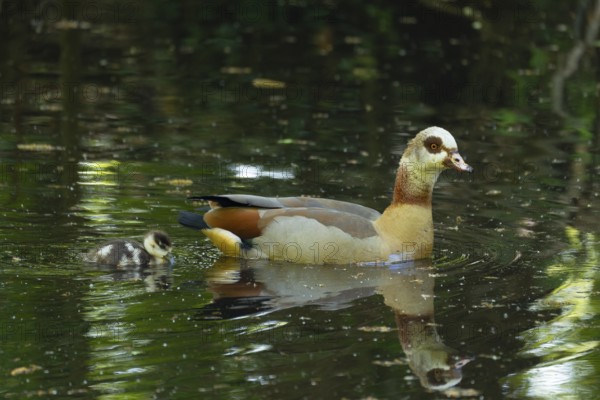 A Nile Goose (Alopochen aegyptiaca) swims comfortably with a chick on a pond in the forest, animal photo, nature photo, wildlife, fauna, Neustadt am Rübenberge, Hanover Region, Lower Saxony, Germany