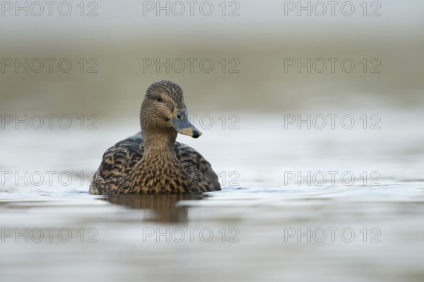 Mallard (Anas platyrhynchos), female wild duck, common, widespread, swims directly towards the photographer, frontal shot from an appealingly low perspective at eye level, clear, soft light, native nature, Lower Rhine, Rhineland, North Rhine-Westphalia, Germany, Western Europe