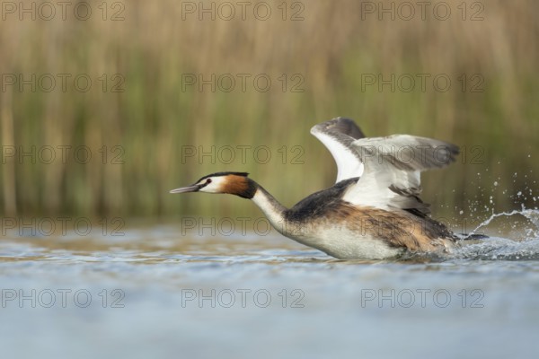 Territorial behaviour... Great Crested Grebe (Podiceps Scalloped ribbonfish) sprints, runs across the water with powerful wing beats, chases away a competitor, attacks, is in a hurry, shows threatening behaviour, imposing behaviour, waterfowl, native nature, Lower Rhine, Rhineland, North Rhine-Westphalia, Germany, Western Europe