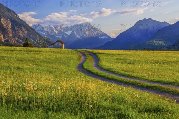 Spring meadow with the Zugspitzgruppe 2962m in the evening sun, Eschenlohe, Wetterstein range, Loisachtal, Das Blaue Land, Upper Bavaria, Bavaria, Germany