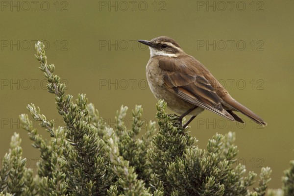 Chestnut-winged Cinclodes (Cinclodes albidiventris), Ecuador