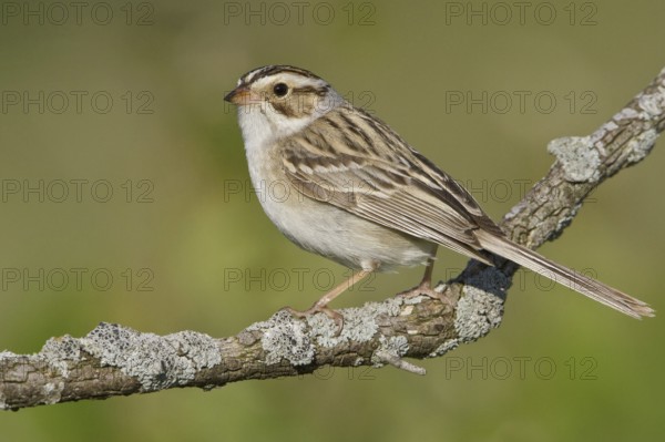 Clay-colored Sparrow (Spizella pallida), Manitoba, Canada
