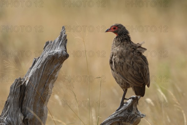 Swainson's Spurfowl (Pternistis swainsonii)