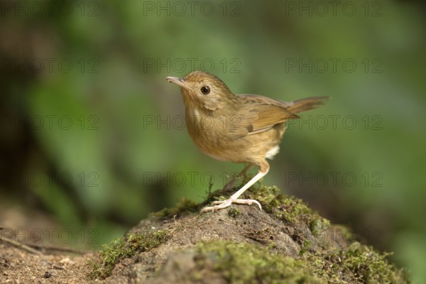 Buff-breasted Babbler (Pellorneum tickelli), Pahang, Malaysia
