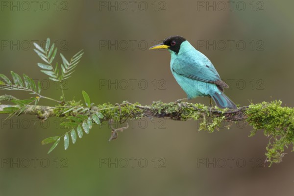 Male Green Honeycreeper (Chlorophanes spiza) - at Laguna Lagarto Lodge near Boca Tapada, Costa Rica