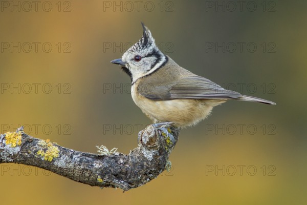 European Crested Tit (Lophophanes cristatus), perched on a branch, Galicia, Spain