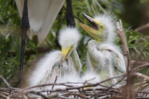 Great Egret (Ardea alba) juvenile, Florida, USA