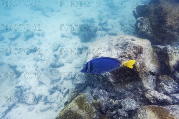 Palmetto surgeonfish (Paracanthurus hepatus), underwater, Galapagos, Ecuador