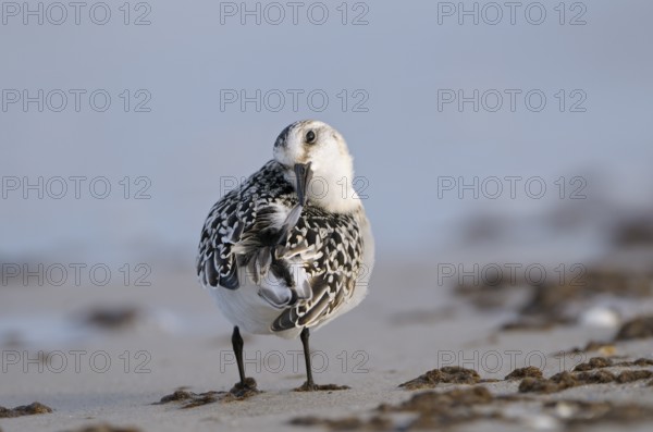 Sanderling (Calidris alba), Sanderling, diesjaehriger Jungvogel im Schlichtkleid, putzt sich, am Strand der Ostsee, Oktober, Prerow, Nationalpark Vorpommersche Boddenlandschaft, Mecklenburg-Vorpommern, Ostsee, Deutschland