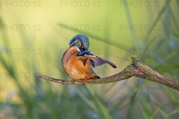 Common Kingfisher (Alcedo atthis) male preening, Saxony-Anhalt, Germany