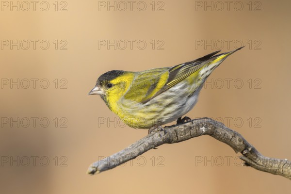 Eurasian Siskin (Spinus spinus) male perched on a branch, Carinthia, Austria