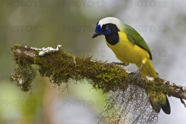 Inca Jay (Cyanocorax yncas), Ecuador