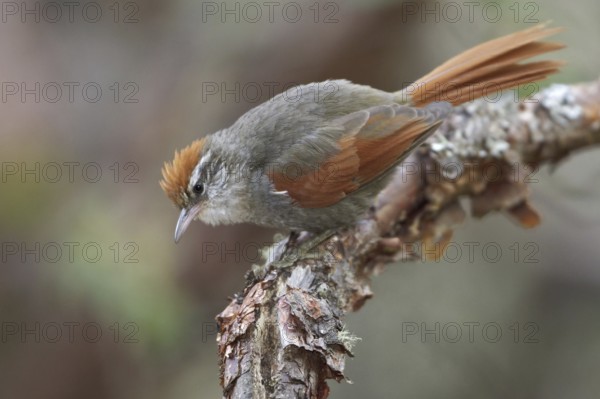 Baron's Spinetail (Cranioleuca baroni), Central Highlands, Peru
