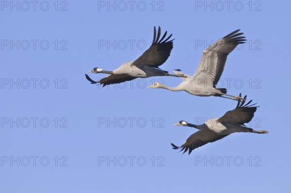 Common Crane (Grus grus) flying, Lower Saxony, Germany