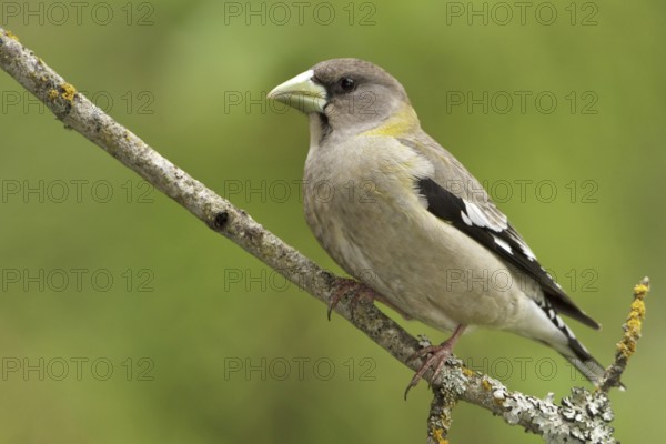 Evening Grosbeak (Hesperiphona vespertina) female, British Columbia, Canada