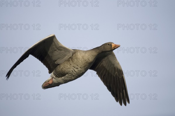 Greylag Goose (Anser anser) flying, Texel, Netherlands