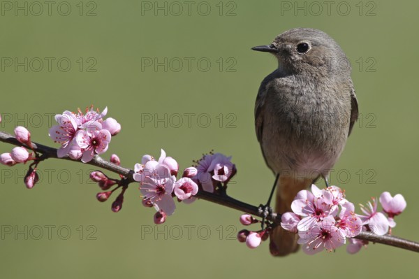 Black Redstart (Phoenicurus ochruros) female, Baden-Wuerttemberg, Germany