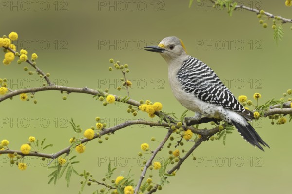 Golden-fronted Woodpecker (Melanerpes aurifrons), Texas, USA