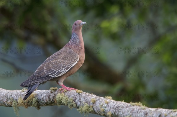 Picazuro Pigeon (Patagioenas picazuro) perched on a branch in the Atlantic rainforest of southeast Brazil