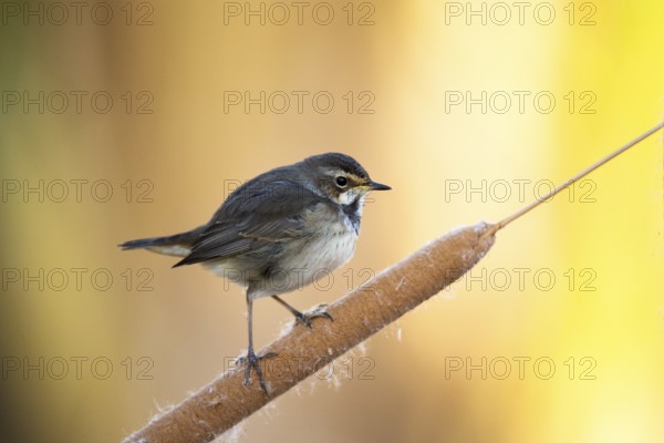 Bluethroat (Luscinia svecica cyanecula) young female perched on cattail, Castile-La Mancha, Spain