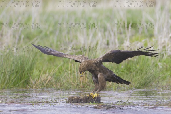 Schreiadler, lat. Aquila pomarina, ist auf einem Baumstumpf im Teich gelandet