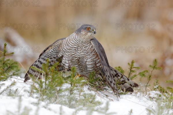 Eurasian sparrowhawk, Accipiter nisus, sitting on the snow in the forest with caught little songbird. Wildlife animal scene from nature. Bird in the winter forest habitat