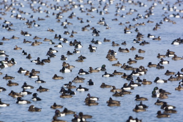 Greater Scaup & Tufted Duck (Aythya marila & Aythya fuligula) huge group on a lake, Mecklenburg-Western Pomerania, Germany