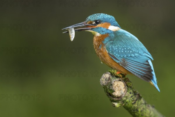 Common Kingfisher (Alcedo atthis) male perched on a branch with a fish in its beak, Lower Saxony, Germany
