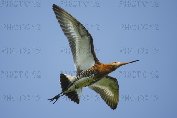 Black-tailed Godwit (Limosa limosa) flying, Netherlands